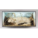 A LATE 19TH/EARLY 20TH CENTURY TAXIDERMY OTTER IN A GLAZED CASE WITH A NATURALISTIC SETTING (