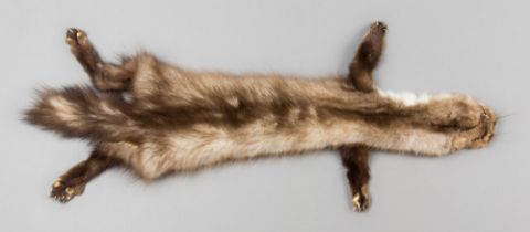 A 21ST CENTURY TAXIDERMY BEECH MARTEN SKIN (MARTES FOINA). (66cm)