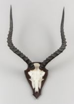 A LATE 20TH CENTURY SET OF COMMON IMPALA HORNS ON UPPER SKULL (AEPYCEROS MELAMPUS). (h 60cm x w 38cm