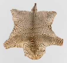 A LATE 19TH/EARLY 20TH CENTURY TAXIDERMY LEOPARD SKIN RUG (PANTHERA PARDUS).