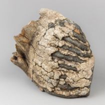 A WOOLLY MAMMOTH MOLAR TOOTH. Pleistocene period, 11,000 years ago.