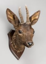 A RARE 21ST CENTURY TAXIDERMY BLACK ROEBUCK HEAD UPON AN OAK SHIELD (GENUS CAPREOLUS). (h 37cm x w