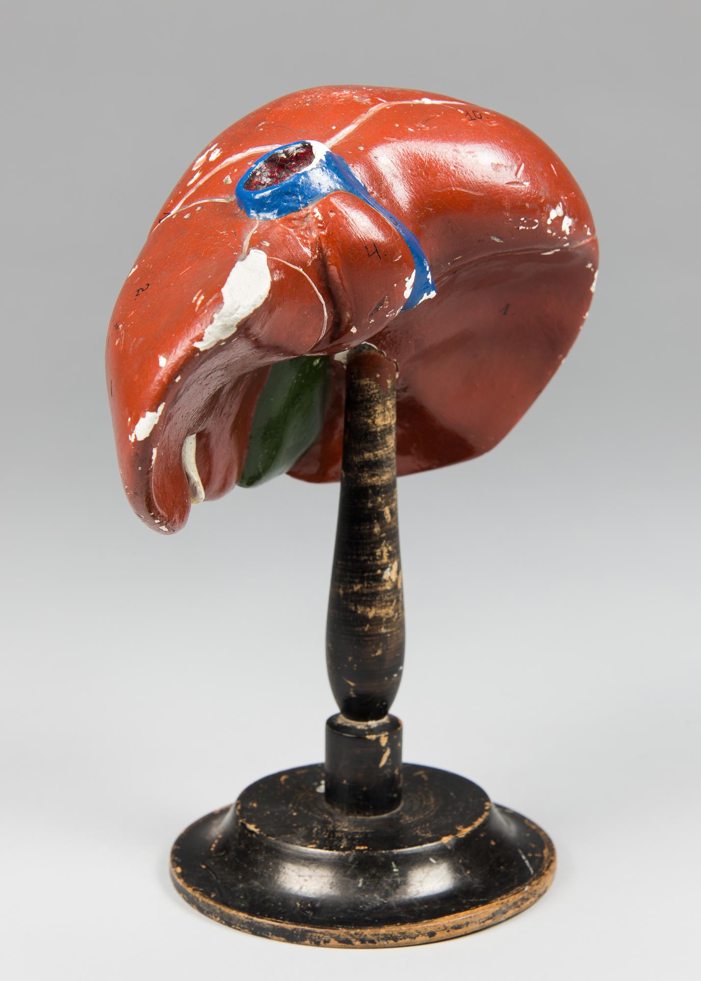 A LATE 19TH CENTURY GERMAN ANATOMICAL MODEL OF A LIVER ON AN EBONISED STAND. The cast and moulded