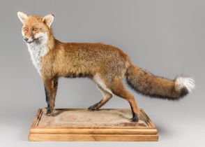 A MODERN TAXIDERMY RED FOX UPON A NATURALISTIC BASE (VULPES VULPES). (h 66cm x w 87cm x d 35cm)