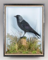 A LATE 20TH CENTURY TAXIDERMY EURASIAN JACKDAW IN A GLAZED CASE WITH A NATURALISTIC SETTING (COLOEUS