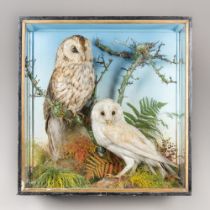 JEFFERIES OF CARMARTHEN, A LATE 19TH/EARLY 20TH CENTURY TAXIDERMY TAWNY OWL AND BARN OWL IN A GLAZED