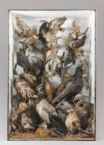 A LARGE LATE 19TH CENTURY TAXIDERMY DIORAMA OF BRITISH BIRDS IN A GLAZED CASE WITH A NATURALISTIC