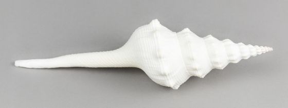 FUSINUS LONGISSIMUS SHELL. (24cm)