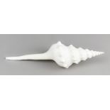 FUSINUS LONGISSIMUS SHELL. (24cm)