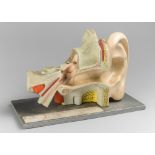 A MID-20TH CENTURY EAR ANATOMY MODEL. (h 20cm x w 32cm)