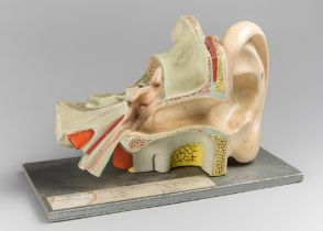 A MID-20TH CENTURY EAR ANATOMY MODEL. (h 20cm x w 32cm)