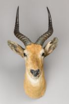 ROWLAND WARD, A LATE 19TH/EARLY 20TH CENTURY TAXIDERMY KOB HEAD (KOBUS KOB).