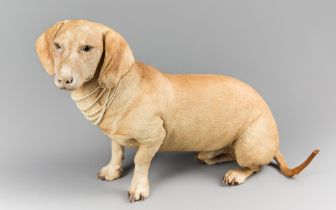 A RARE EARLY 20TH CENTURY TAXIDERMY SAUSAGE DOG (DACHSHUND). Adorned with a faux pearl necklace. (