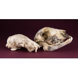 OSTEOLOGY: AN UNUSUAL SEVERELY DEFORMED LAMB SKULL, TOGETHER WITH A NORMAL LAMB SKULL (OVIS