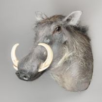 A LATE 20TH CENTURY TAXIDERMY COMMON WARTHOG HEAD (PHACOCHOERUS AFRICANUS). (h 45cm x w 31cm x d