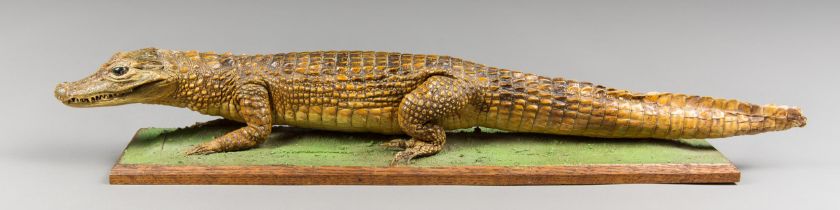 A MID 20TH CENTURY TAXIDERMY CAIMAN UPON A WOODEN PLINTH (CAIMANINAE). (56cm)