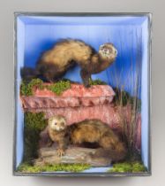 A MID-20TH CENTURY TAXIDERMY PAIR OF EUROPEAN POLECATS IN A GLAZED CASE WITH A NATURALISTIC
