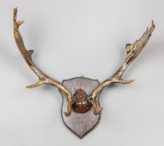 A MID/LATE 20TH CENTURY SET OF EUROPEAN FALLOW DEER ANTLERS WITH PART UPPER SKULL UPON A HARDWOOD