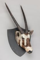 A 20TH CENTURY TAXIDERMY ORYX HEAD UPON A HARDWOOD SHIELD (ORYX). (h 107cm x w 49cm x d 30cm)