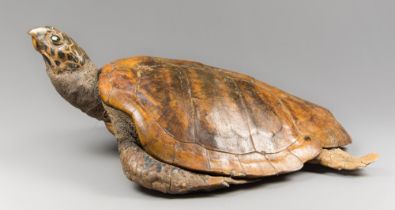A LARGE AND IMPRESSIVE LATE 19TH/EARLY 20TH CENTURY TAXIDERMY GREEN SEA TURTLE WALL MOUNT (