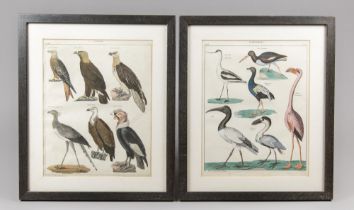 TWO 19TH CENTURY NATURAL HISTORY COLOUR LITHOGRAPHS OF BIRDS. Later mounted and glazed framed.