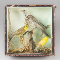 A LATE 19TH CENTURY TAXIDERMY DIORAMA OF BIRDS IN A GLAZED CASE WITH A NATURALISTIC SETTING.