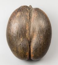 A LARGE COCO DE MER NUT (LODOICEA MALDIVICA). A complete Coco de Mer nut. A rare species of palm