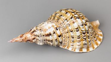 A TRITON TRUMPET SHELL. (36cm)