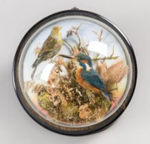 A LATE 19TH CENTURY TAXIDERMY WALL DOME. Comprising of a Kingfisher and one other