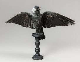 A MODERN TAXIDERMY JACKDAW UPON A TURNED COLUMN (COLOEUS). (h 42cm x w 59cm x d 16cm)