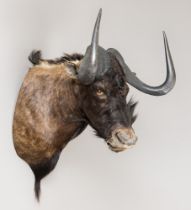 A LATE 20TH CENTURY TAXIDERMY BLACK WILDEBEEST SHOULDER MOUNT (CONNOCHAETES GNOU). (h 89cm x w