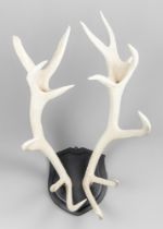 A LARGE LATE 20TH CENTURY SET OF BLEACHED EUROPEAN RED DEER ANTLERS WITH UPPER SKULL UPON A HARDWOOD