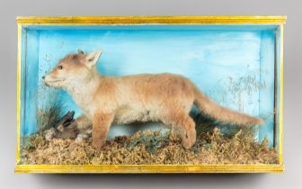 A LATE 19TH/EARLY 20TH CENTURY TAXIDERMY FOX CUB IN A GLAZED CASE WITH A NATURALISTIC SETTING (