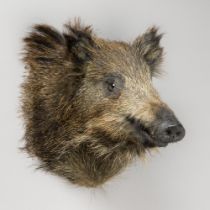 A 21ST CENTURY TAXIDERMY WILD BOAR PIGLET HEAD (SUS SCROFA). (h 36cm x w 26cm x d 34cm)