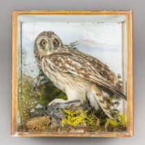 A LATE 19TH CENTURY TAXIDERMY SHORT-EARED OWL IN A GLAZED CASE WITH A NATURALISTIC SETTING (ASIO