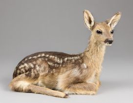 A 21ST CENTURY TAXIDERMY ROE DEER KID FULL MOUNT UPON A NATURALISTIC BASE (CAPREOLUS CAPREOLUS). (