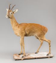 A MID-20TH CENTURY TAXIDERMY FULL MOUNT ROE DEER UPON A BASE (CAPREOLUS CAPREOLUS). (h 109cm)