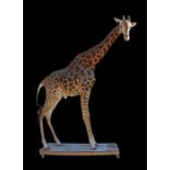 AN EXCEPTIONAL 14FT TAXIDERMY GIRAFFE (GIRAFFA). (h 427cm x w 122cm x d 323cm). This specimen is