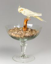 A 20TH CENTURY TAXIDERMY COCKATIEL ASSEMBLAGE (NYMPHICUS HOLLANDICUS).