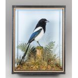 A LATE 20TH CENTURY TAXIDERMY MAGPIE IN A GLAZED CASE WITH A NATURALISTIC SETTING (PICA PICA).