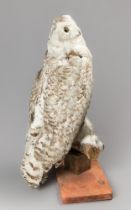 A LATE 19TH CENTURY TAXIDERMY SNOWY OWL UPON A NATURALISTIC BASE (BUBO SCANDIACUS). (h 57cm) AF. One