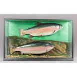 AN EARLY 20TH CENTURY TAXIDERMY PAIR OF RAINBOW TROUT IN A GLAZED CASE WITH A NATURALISTIC