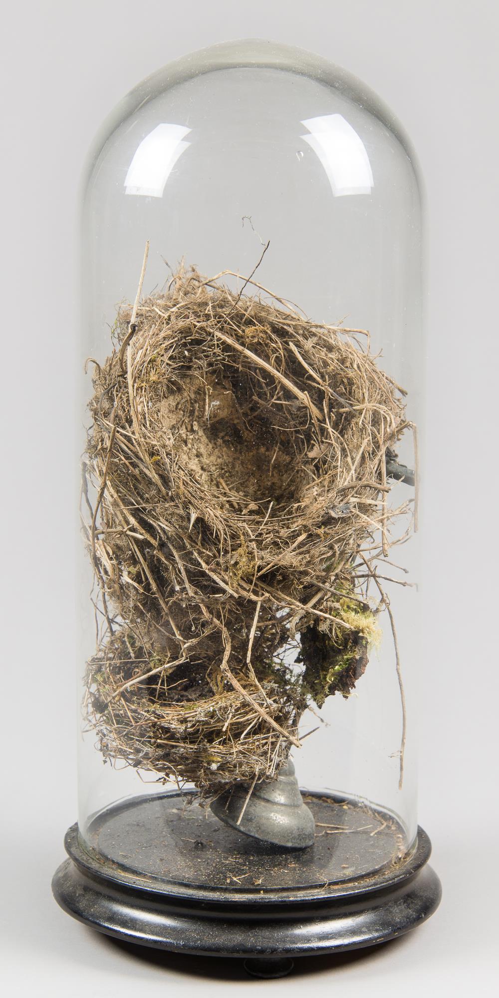 TWO 20TH CENTURY BIRD NESTS UNDER A VICTORIAN GLASS DOME. (h 40cm)