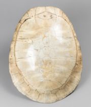 LATE 19TH/EARLY 20TH CENTURY GIANT SOUTH AMERICAN RIVER TURTLE BLONDE SHELL (PODOCNEMIS EXPANSA).