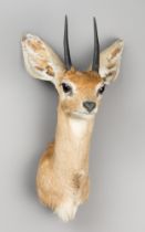 A 21ST CENTURY TAXIDERMY STEENBOK SHOULDER MOUNT (RAPHICERUS CAMPESTRIS). (h 37cm x w 21cm x d 21cm)