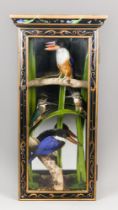 AN UNUSUAL MID-20TH CENTURY MIXED TAXIDERMY CASE OF KINGFISHERS. Comprising of Common kingfishers of