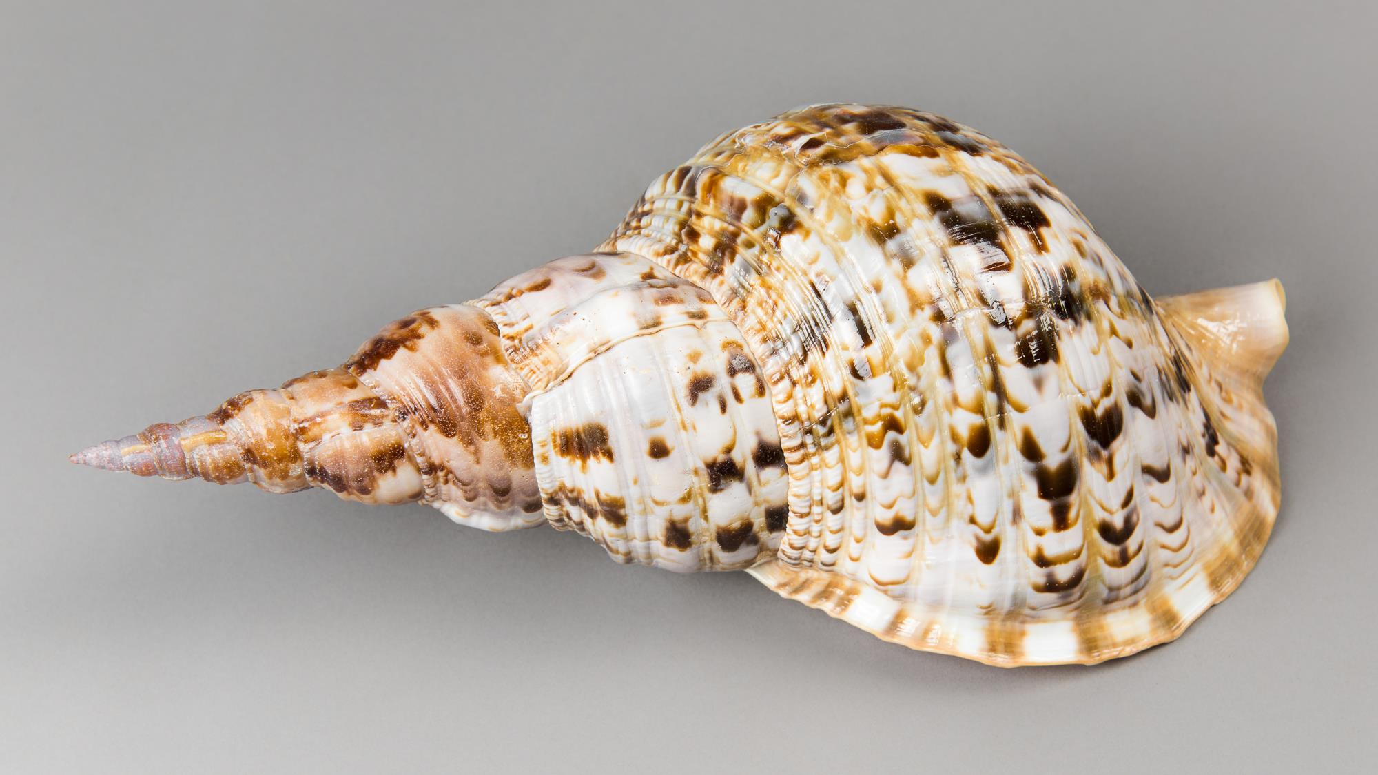 A TRITON TRUMPET SHELL. (31cm)