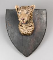 VAN INGEN OF MYSORE, AN EARLY 20TH CENTURY TAXIDERMY INDIAN LEOPARD HEAD (PANTHERA PARDUS).