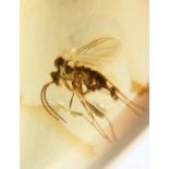 A DINOSAUR AGE MOSQUITO IN CRETACEOUS BURMESE AMBER MYANMAR FOSSIL