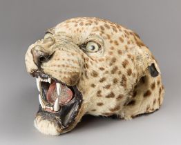 VAN INGEN & VAN INGEN, AN EARLY 20TH CENTURY TAXIDERMY LEOPARD HEAD (PANTHERA PARDUS). The head